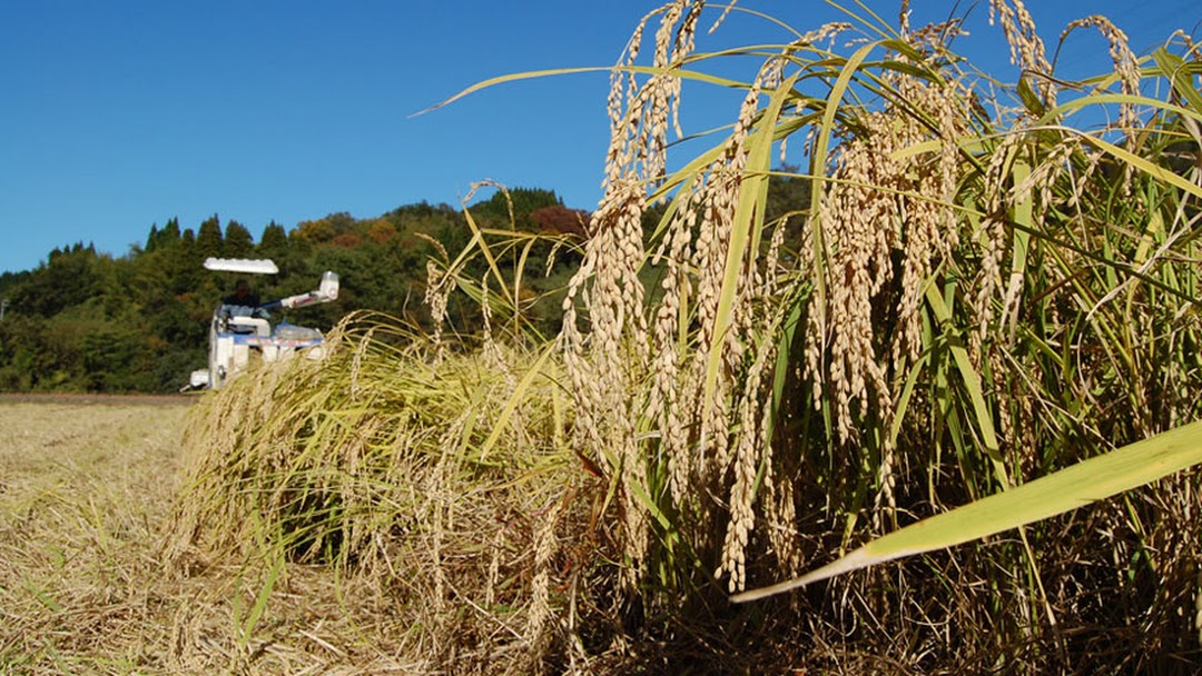 石川県産コシヒカリ「いやさか米」玄米5㎏1