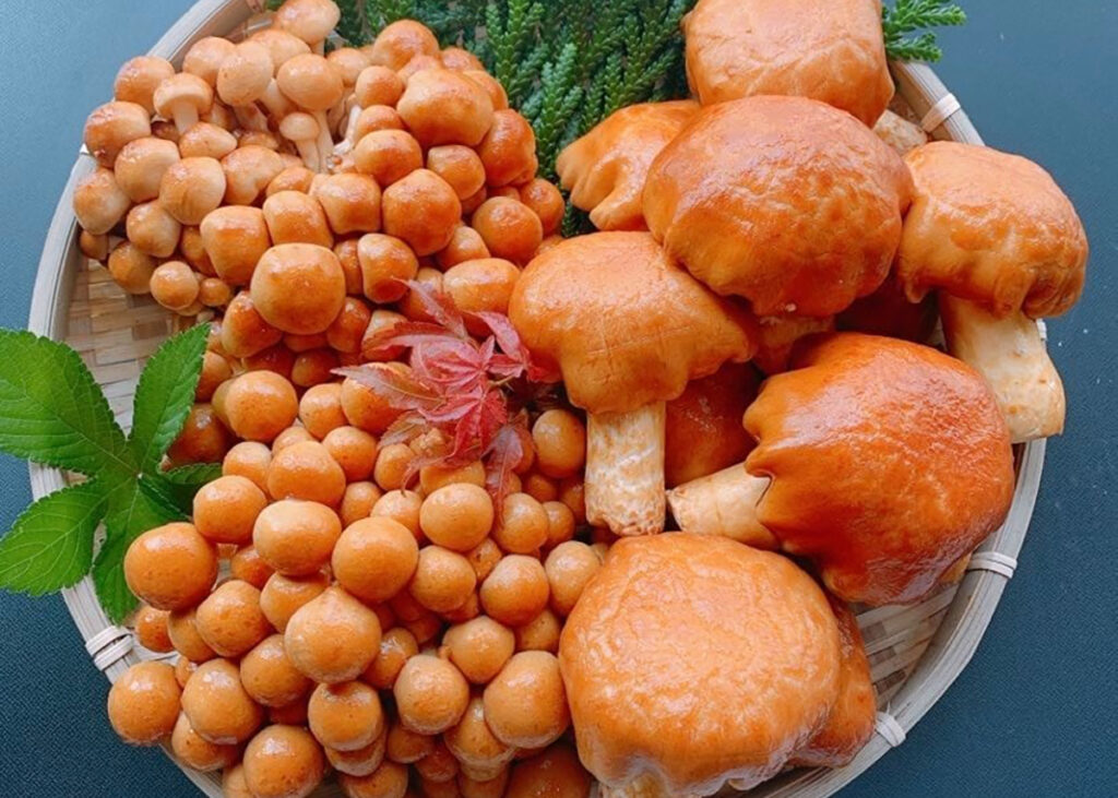 石川県白山市「山立会」が作るなめこ。「でけえなめこ」などさまざまなサイズがあります