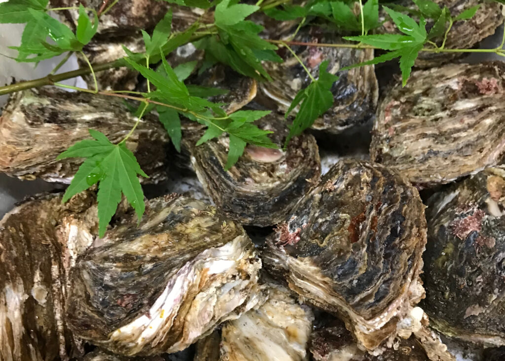七尾湾で養殖される牡蠣